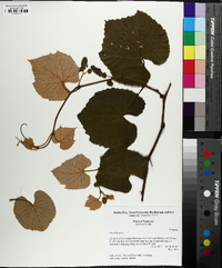 Vitis labrusca image