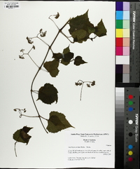 Ampelopsis cordata image