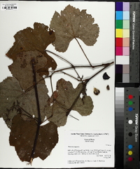 Vitis lincecumii image