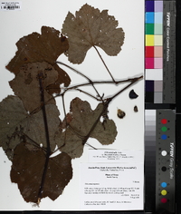 Vitis lincecumii image