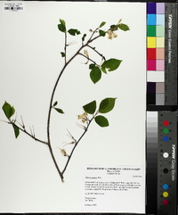 Halesia carolina image