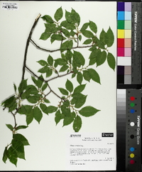 Ulmus serotina image