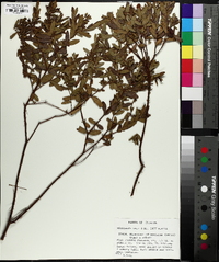Hypericum edisonianum image