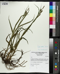 Carex scabrata image