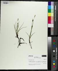 Carex crawei image