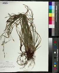 Carex purpurifera image