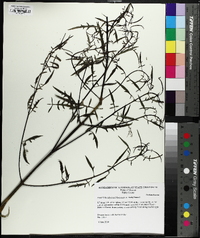 Image of Aureolaria calycosa