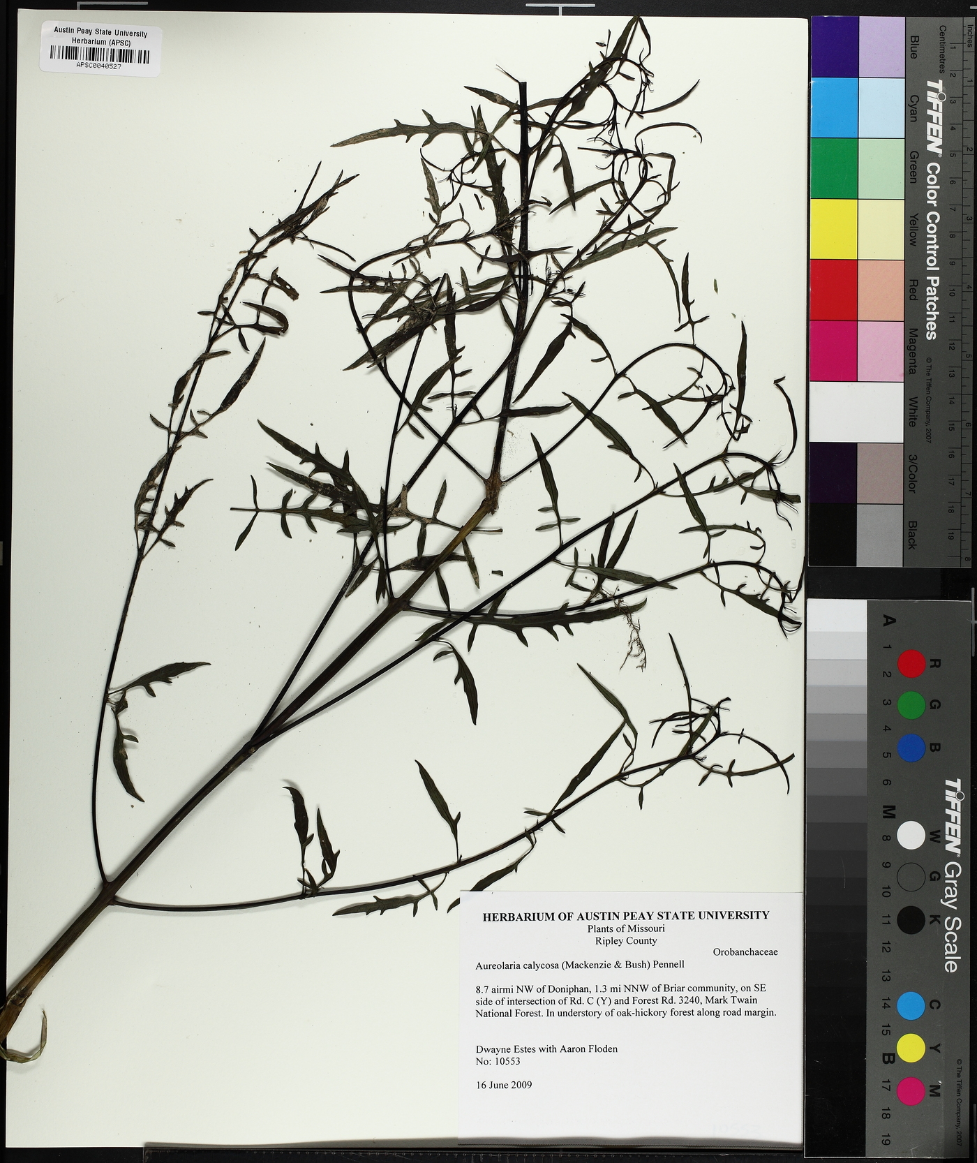 Aureolaria calycosa image