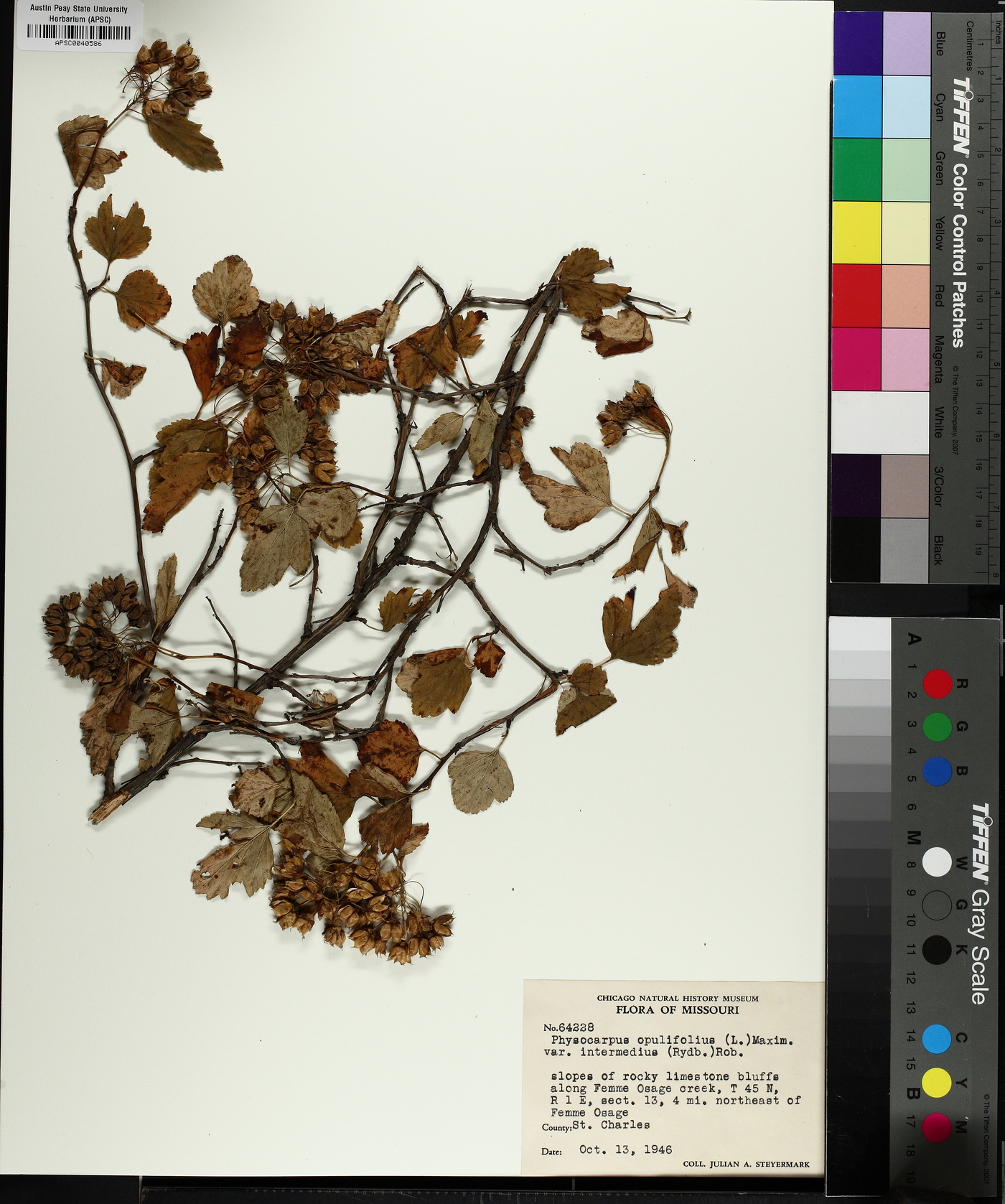 Physocarpus intermedius image