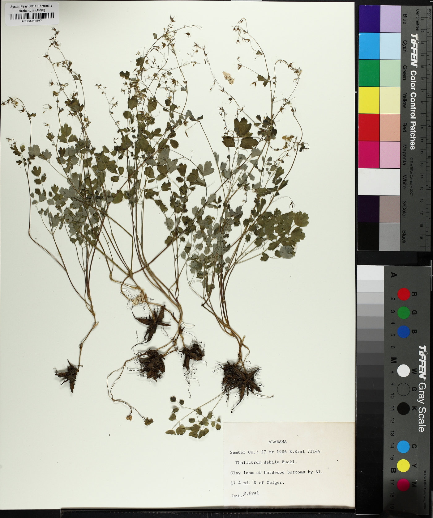 Thalictrum debile image