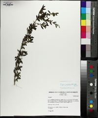 Aloysia gratissima image