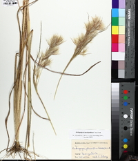 Andropogon glomeratus image