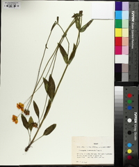 Coreopsis intermedia image