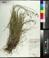 Carex peckii image