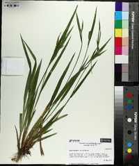 Carex kraliana image