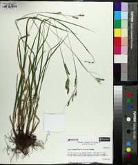 Carex oxylepis image