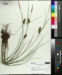 Carex bullata image