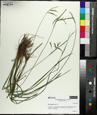 Carex prasina image