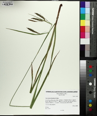 Carex fumosimontana image