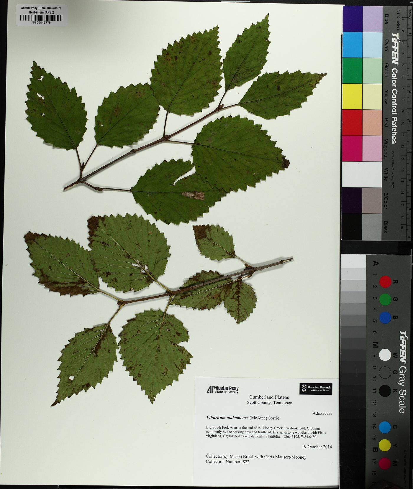 Viburnum alabamense image