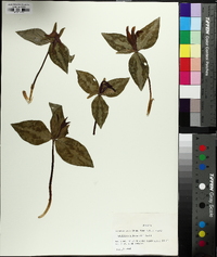 Trillium underwoodii image