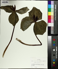 Trillium cuneatum image