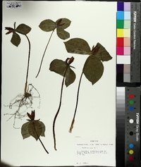 Trillium sessile image