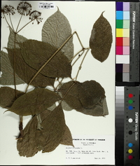 Aralia nudicaulis image