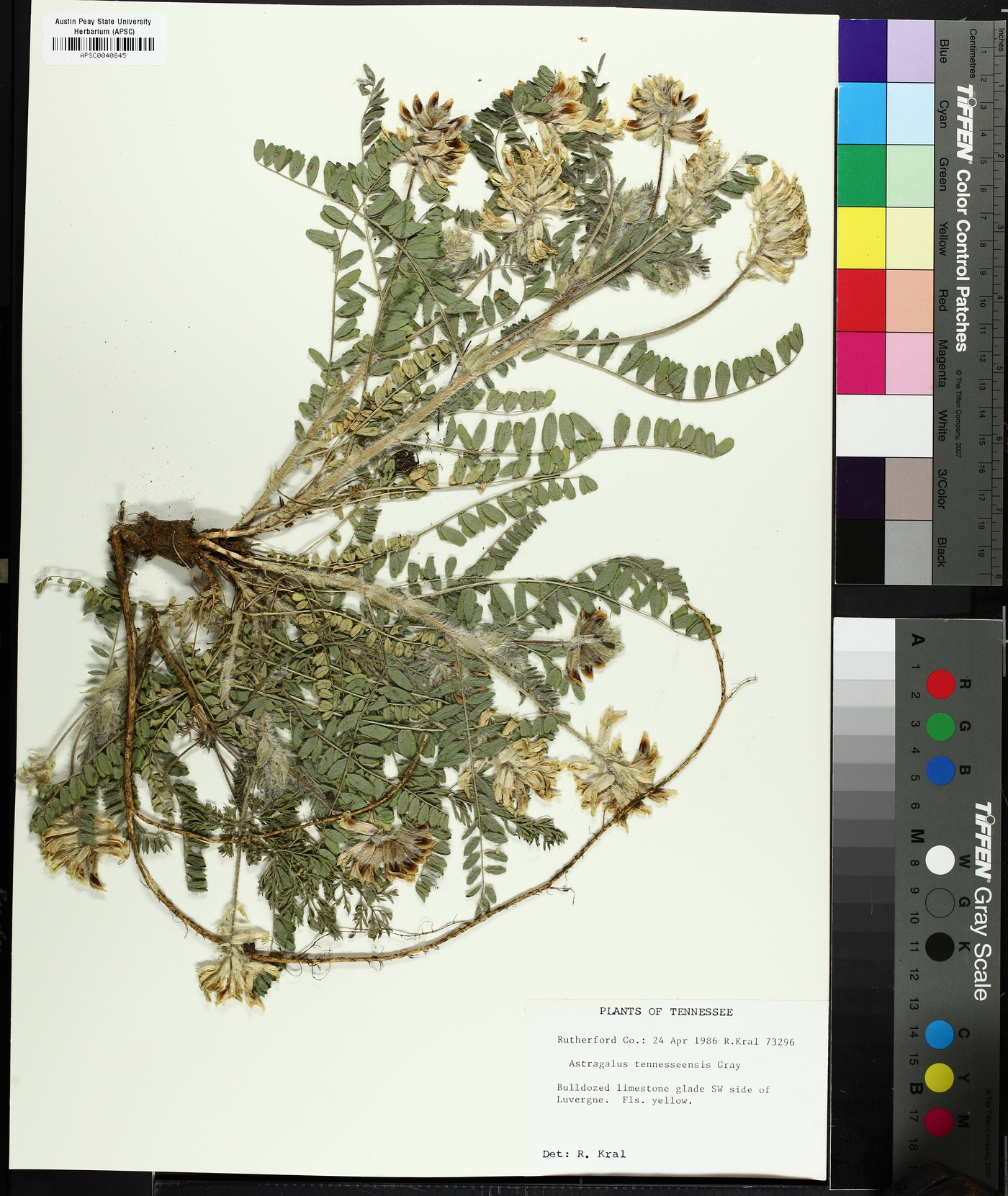 Astragalus tennesseensis image