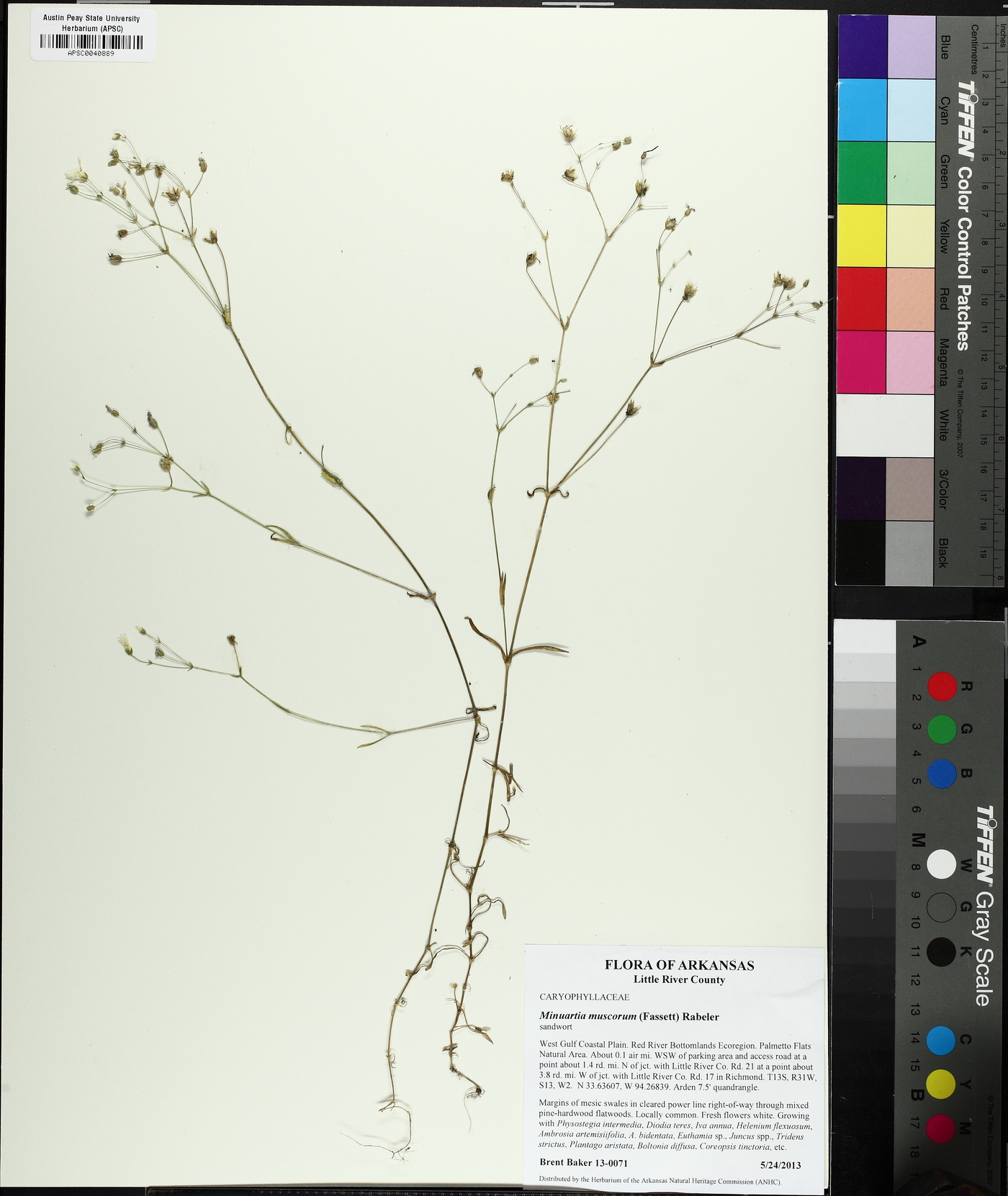 Mononeuria muscorum image