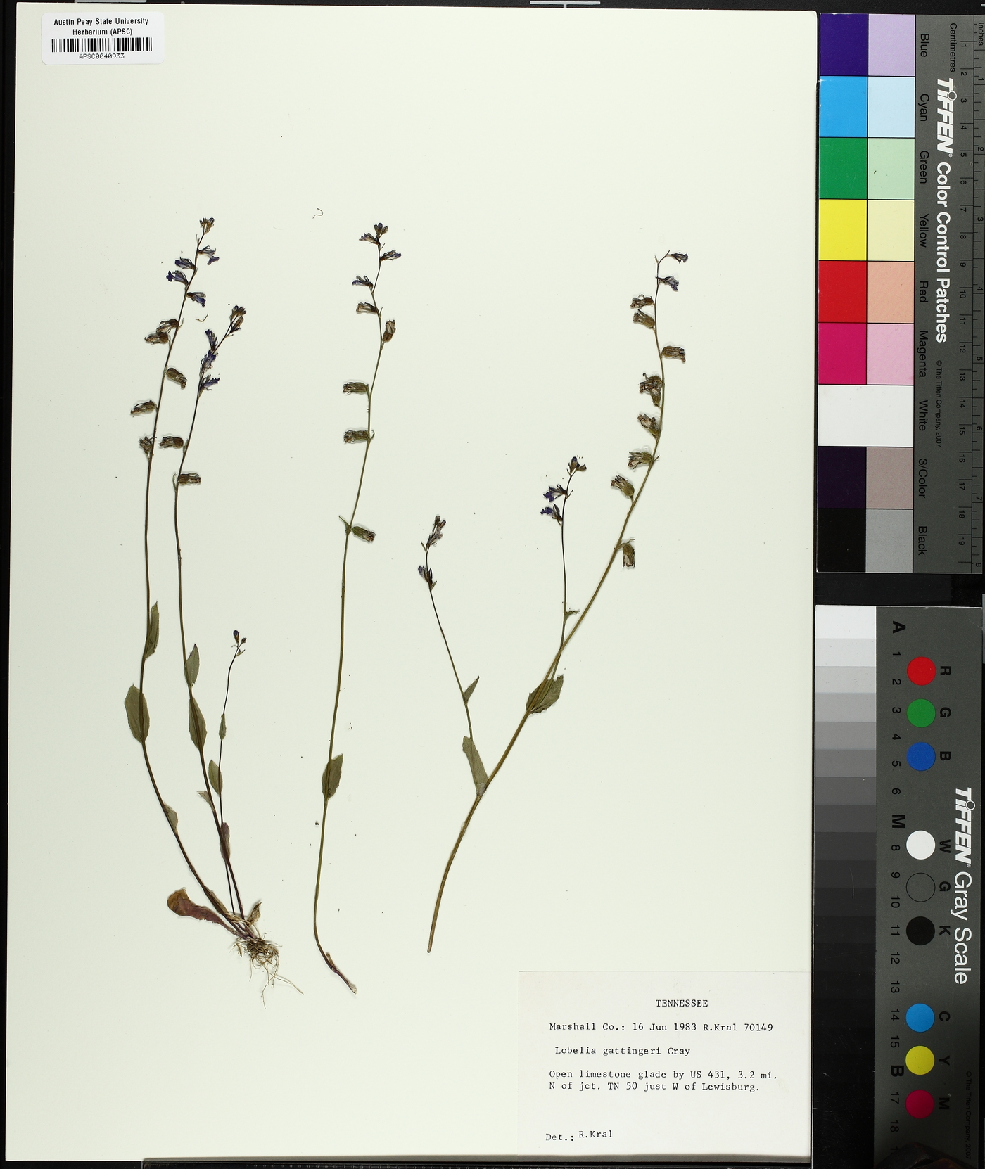 Lobelia gattingeri image
