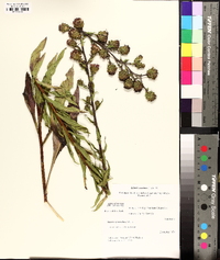 Liatris scariosa image