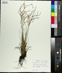 Juncus georgianus image