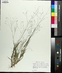 Panicum philadelphicum image