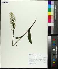 Platanthera lacera image