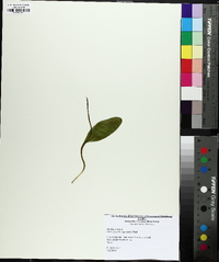 Ophioglossum engelmannii image