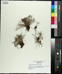 Cyperus subsquarrosus image