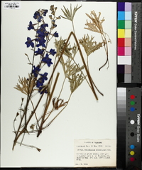 Delphinium alabamicum image