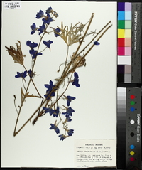 Delphinium alabamicum image