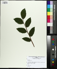 Ulmus alata image