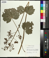 Heuchera americana var. hispida image