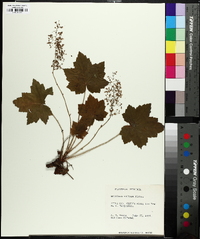 Heuchera villosa image