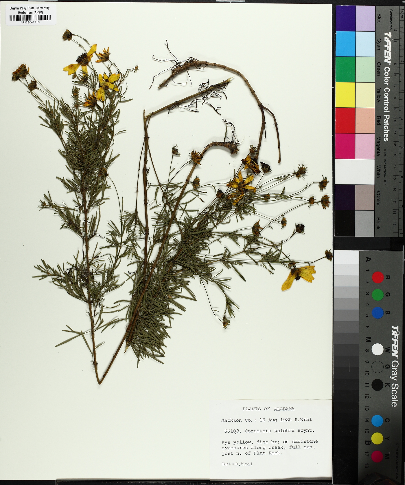 Coreopsis pulchra image