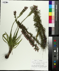 Liatris provincialis image