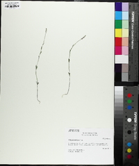 Polygala ambigua image