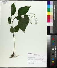 Circaea canadensis image