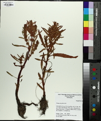 Rumex fueginus image