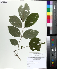 Fraxinus biltmoreana image