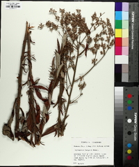 Eriogonum harperi image