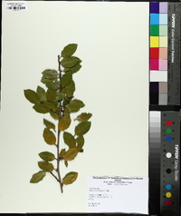 Elaeagnus pungens image